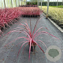 Cordyline Festival Raspberry 30-40 cm 3,0L