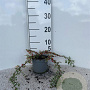 Cotoneaster pr. 'Streib's Findling' 15-20 cm C1.3
