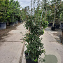 Enkianthus campanulatus 100-125 cm 20L