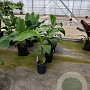 Ensete lasiocarpa GM C6L