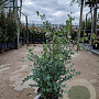 Eucalyptus gunnii 60-80 cm 6L
