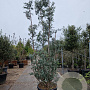 Eucalyptus gunnii Azura 300-350 cm cont. 150L meerstammig