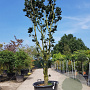 Fraxinus pen. 'Crispa' 250-300 cm container meerstammig