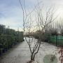 Gleditsia triac. 'Sunburst' 250-300 cm draadkluit meerstammig solitair
