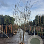 Gleditsia triac. 'Sunburst' 300-350 cm draadkluit meerstammig solitair