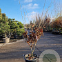 Hamamelis int. 'Ruby Glow' 150-175 cm 30L