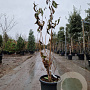 Heptacodium miconioides 125-150 cm container meerstammig