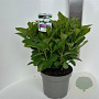 Hydrangea m. Saxon Bright White 40-50 cm 5,0L