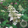 Hydrangea pan. 'Kyushu' 25-30 cm 2,0L