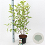 Hydrangea pan. 'Phantom' 50-60 cm 3,0L