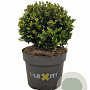 Ilex crenata Dark Green 15 cm 2,0L bol potgekweekt
