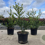 Ilex crenata 'Green Hedge' 30-40 cm 3,0L