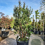 Lagerstroemia indica 150-175 cm 9L