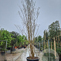 Lagerstroemia indica 500-550 cm container meerstammig