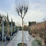 Lagerstroemia indica 200 cm stam container 20-25 leiboom