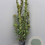 Laurus nobilis 125-150 cm 10L