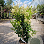 Ligustrum j. 'Texanum' 80-100 cm 10L