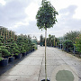 Liquidambar s. 'Gum Ball' 200 cm stam 35L 10-12