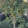 Magnolia grand. 'Goliath' 150-175 cm container solitair 40-45