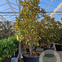 Magnolia grand. 'Goliath' 200-250 cm cont. 110L