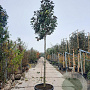 Magnolia grand. 'Goliath' 200 cm stam container 20-25 leiboom