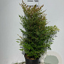 Nandina domestica 100-125 cm 25L