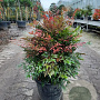 Nandina d. Obsessed 40-60 cm 15L