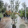 Osmanthus heterophyllus 175-200 cm 15L