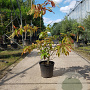 Oxydendrum arboreum 100-125 cm 20L