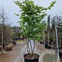 Parrotia persica 250-300 cm cont. 160L meerstammig