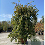 Parrotia persica 'Pendula' 200-250 cm container solitair