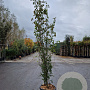 Parrotia persica Persian Spire 250-300 cm cont. 70L