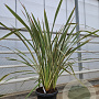 Phormium tenax 'Purpureum' 100-125 cm 30L