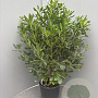 Pittosporum tobira 70-90 cm 10L