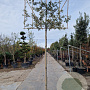 Quercus ilex 10-12 cm container LEIVORM 200 cm stam