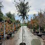 Quercus ilex 14-16 HO 35L