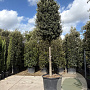 Quercus ilex 180 cm stam container 30-35