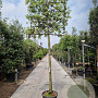 Quercus ilex 200 cm stam container 8-10 lei 150x120