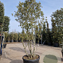 Quercus ilex 200-250 cm container 80 stam