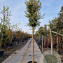 Quercus ilex 180 cm stam container 16-18 leiboom