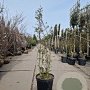 Quercus suber 150-175 cm 45L meerstammig solitair