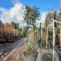Quercus suber 175-200 cm cont. 90L meerstammig