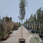 Quercus suber 180 cm stam container 18-20 leiboom