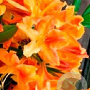 Rhododendron (AK) 'Golden Flare' 30-40 cm 5,0L met knop