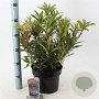 Rhododendron (AP) 'Graziella' 30-40 cm 5,0L