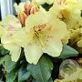 Rhododendron (AM) 'Magic Gold' 30-40 cm 5,0L