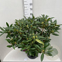 Rhododendron 'Marcel Menard' 60-80 cm 20L