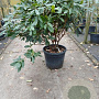 Rhododendron pont. 'Roseum' 70-80 cm 45L bol najaarspotting
