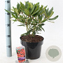 Rhododendron 'Tortoiseshell Orange' 30-40 cm 5,0L