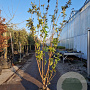 Sambucus nigra Black Tower 250-300 cm draadkluit solitair